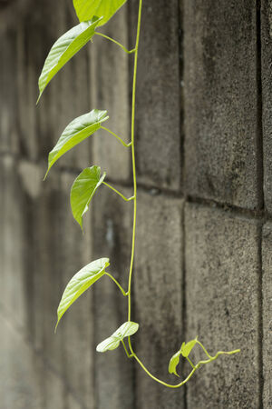 green Ivy drop on old grunge wallsの写真素材