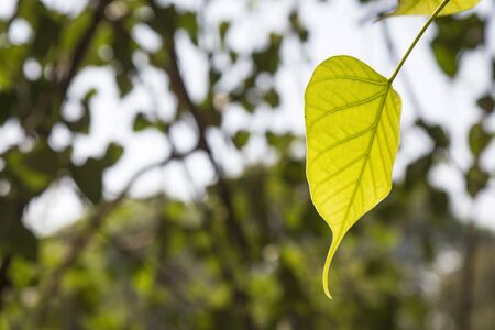 piece of green young leaf in against lightの写真素材