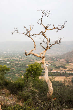 death bare tree on hill in winter season, pushkar, India