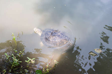 moment of turtle dive down into water of pond in sunlightの写真素材