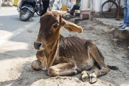 tramp calf cow at side of street in Pushkar, ,Rajasthan, Indiaの写真素材