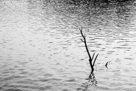 scene black and white image of standing dead branch in wide pondの写真素材