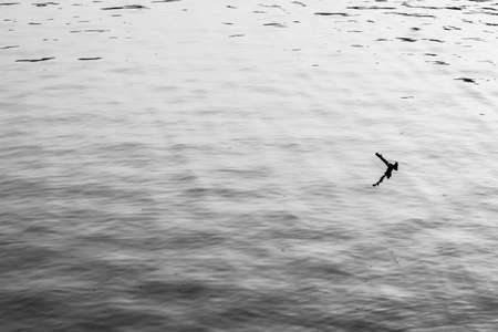 black and white image background of standing dead branch in wide pondの写真素材