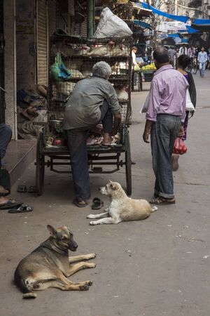 DELHI INDIA - JUN 17 :  chicken alive cart stall  for poultry sell in market in old delhi area of delhi on june, 17, 2015, indiaのeditorial素材
