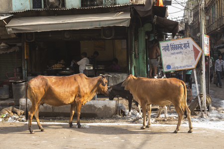 DELHI INDIA - JUN 6 : stray cow in spice market in old delhi of Delhi on june, 6, 2015, india. spice market is biggest spice wholesale of delhiのeditorial素材