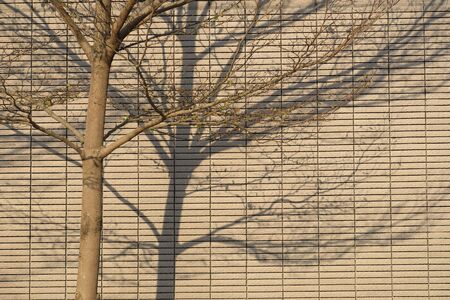 Tree & shadowの写真素材