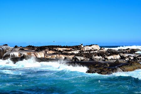 Sealions at Duiker Islandの写真素材