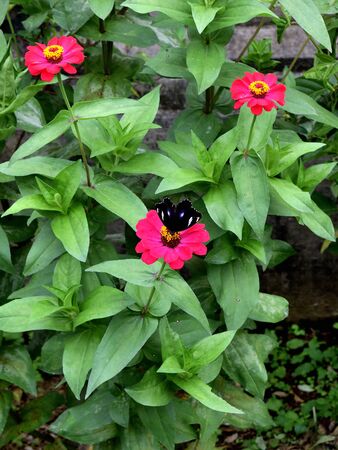 Penglipuran village in a cloudy day, Bali, Indonesia: a butterfly on a beautiful flowerの写真素材