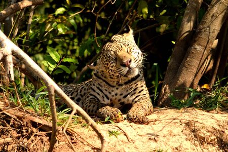 Jaguar female on Rio Cuiaba riverbank, Porto Jofre, Brazil.の写真素材
