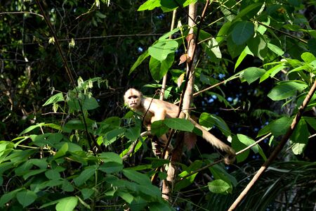 White fronted capuchin in the jungle on the banks of the Rio Ariau, Amazon, Brazil.の写真素材