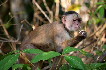 White fronted capuchin in the jungle on the banks of the Rio Ariau, Amazon, Brazil.の写真素材