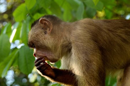 White fronted capuchin in the jungle on the banks of the Rio Ariau, Amazon, Brazil.の写真素材