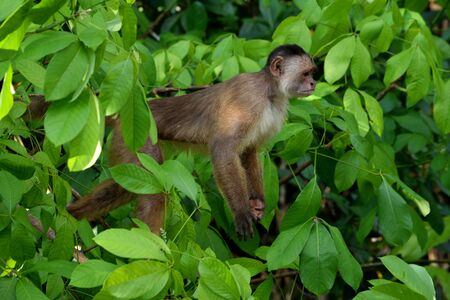 White fronted capuchin in the jungle on the banks of the Rio Ariau, Amazon, Brazil.の写真素材