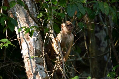 White fronted capuchin in the jungle on the banks of the Rio Ariau, Amazon, Brazil.の写真素材