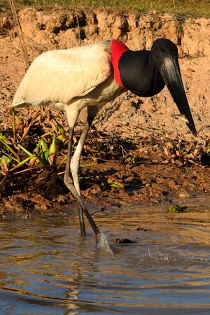 Jabiru Stork flying on Rio Cuiaba, Pantanal Matogrosso Brazilの写真素材