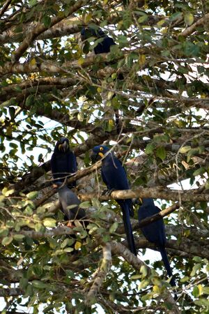 Hyacinth macaw on Rio Cuiaba, Pantanal Matogrosso Brazilの写真素材