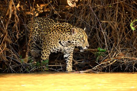 Jaguar female on Rio Cuiaba riverbank, Porto Jofre, Pantanal, Brazil.の写真素材