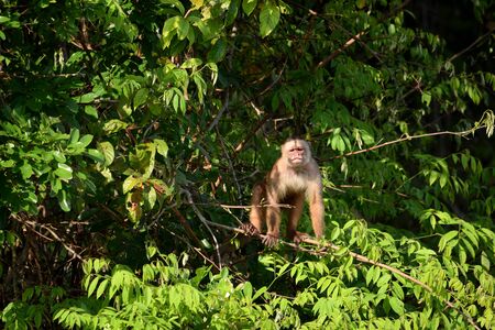 White fronted capuchin in the jungle on the banks of the Rio Ariau, Amazon, Brazil.の写真素材
