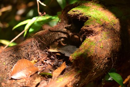 Tarantula in the Amazon jungle, Rio Negro, Brazil.の写真素材