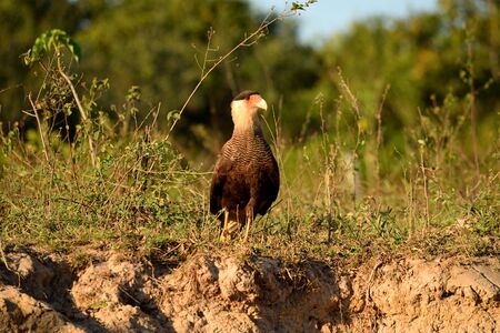 Caracara bird on Rio Cuiaba riverbank, Pantanal, Brazil.の写真素材