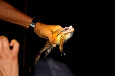 A smoky jungle frog on the Rio Negro, Amazon, Brazil.の写真素材