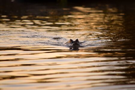 Jacare Caiman in Rio Cuiaba waters, Pantanal, Brazilの写真素材