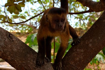 Capuchin monkey or Prego macaque on Rio Parnaiba Delta, Brazil.の写真素材