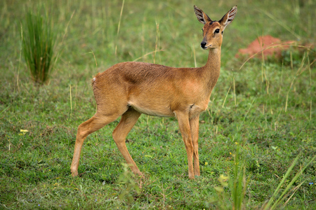 Ugandan antelope looking around in Murchison Falls National Park, Uganda.のeditorial素材