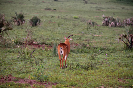 Ugandan antelope looking around in Murchison Falls National Park, Uganda.のeditorial素材