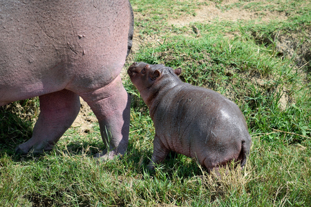 Hippopotamus cub with its mother graze on the banks of the Kazinga channel, Uganda.のeditorial素材