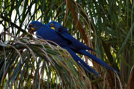 Hyacinth macaw on Rio Cuiaba, Pantanal Matogrosso Brazilの写真素材