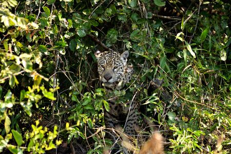 Jaguar female on Rio Cuiaba riverbank, Porto Jofre, Pantanal, Brazil.の写真素材