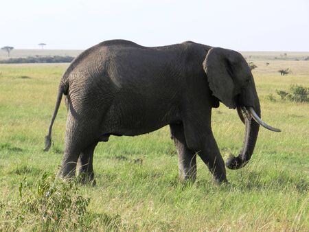 A lone elephant in the African savannahの写真素材