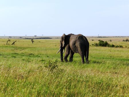A lone elephant in the African savannahの写真素材