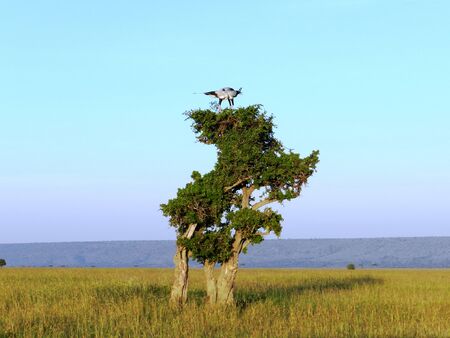 Two secretary bird in love on acacia, Kenyaの写真素材