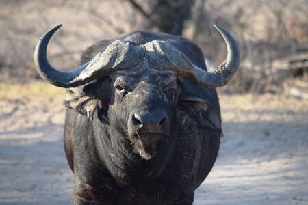 Closeup of a huge African buffalo in Kruger National Park, South Africaの写真素材