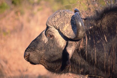 Closeup of a huge African buffalo in Kruger National Park, South Africa