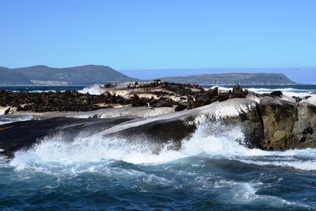 Group of sea lions on the rocks of Duiker Island, South Africaの写真素材