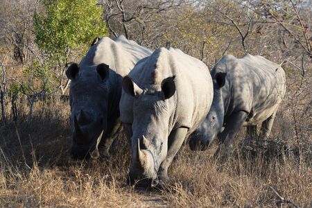Group of white rhinos in Kruger National Park, South Africaの写真素材