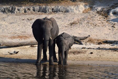 An elephant mom with her baby on the bank of the Chobe River, Botswanaの写真素材