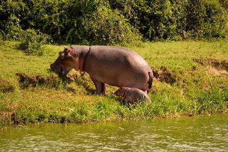 A huge hippopotamus and its cub in the Kazing chanel banks, Ugandaの写真素材