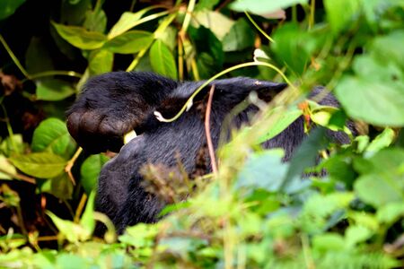 Closeup of a mountain gorilla silverback eating foliage in the Bwindi Impenetrable Forest, Ugandaの写真素材