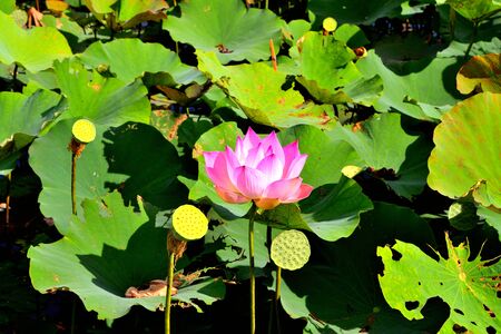 Closeup of a beautiful lotus flower on a green foliage backgroundの写真素材