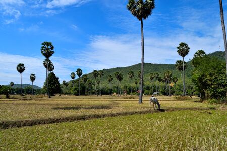 View of the classic Cambodian countryside on a beautiful sunny day, Cambodiaの写真素材