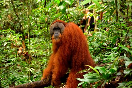 Sumatran orangutan male in the Gunung Leuser National Park, Indonesiaの写真素材