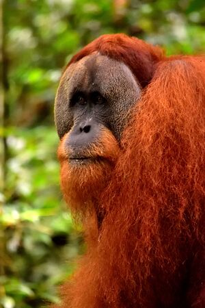 Sumatran orangutan male in the Gunung Leuser National Park, Indonesiaの写真素材