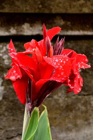 Closeup of a beautiful tropical flower in Bali, Indonesiaの写真素材