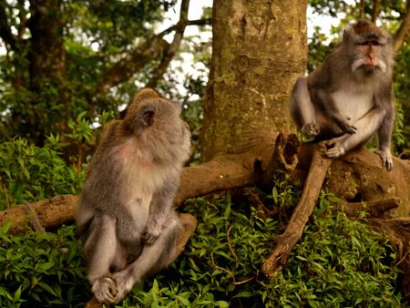 Two Java macaques sitting in the forest, Baliの写真素材