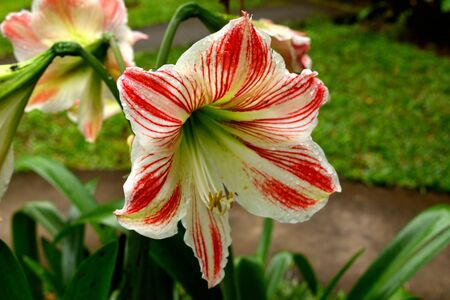 Closeup of a beautiful tropical flower in Bali, Indonesiaの写真素材