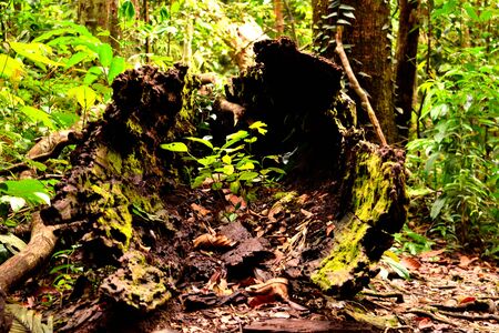 View of a huge hollow trunk in the jungle of Gunung Leuser National Park, Indonesiaの写真素材